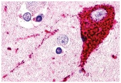 GPR173 Rabbit anti-Dog, Human, Monkey, Rabbit, Polyclonal Antibody, Abnova 50 &mu;g | Buy Online | Abnova Corporation | Fisher Scientific