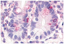 HNF4G Rabbit anti-Human, Polyclonal Antibody, Abnova 50 &mu;g | Buy Online | Abnova Corporation | Fisher Scientific