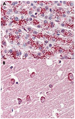 GPR119 Rabbit anti-Human, Polyclonal Antibody, Abnova 50 &mu;g | Buy Online | Abnova | Fisher Scientific