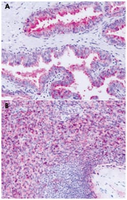 GPR63 Rabbit anti-Bovine, Chicken, Dog, Horse, Human, Monkey, Mouse, Pig, Rabbit, Rat, Polyclonal Antibody, Abnova 50 &mu;g | Buy Online | Abnova Corporation | Fisher Scientific