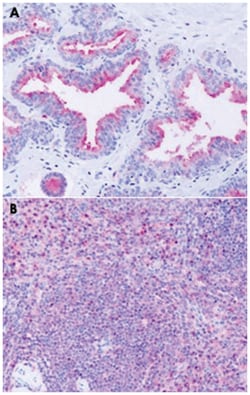 GPR63 Rabbit anti-Bovine, Horse, Human, Mouse, Rat, Polyclonal Antibody, Abnova 50 &mu;g | Buy Online | Abnova Corporation | Fisher Scientific