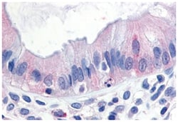 MAP3K8 Rabbit anti-Bovine, Human, Monkey, Polyclonal Antibody, Abnova 50 &mu;g | Buy Online | Abnova Corporation | Fisher Scientific