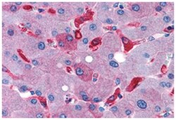 GPR128, Rabbit, Polyclonal Antibody, Abnova 50 &mu;g | Buy Online | Abnova Corporation | Fisher Scientific
