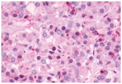NMBR Rabbit anti-Human, Polyclonal Antibody, Abnova 50 &mu;g | Buy Online | Abnova Corporation | Fisher Scientific