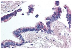 WNT2 Rabbit anti-Human, Monkey, Polyclonal Antibody, Abnova 50&mu;g; Unlabeled:Antibodies,