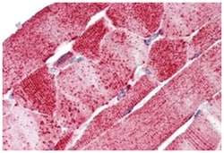 SLC5A6 Rabbit anti-Human, Monkey, Polyclonal Antibody, Abnova 50 &mu;g | Buy Online | Abnova Corporation | Fisher Scientific