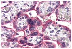 SLC5A6 Rabbit anti-Bovine, Dog, Horse, Human, Rabbit, Polyclonal Antibody, Abnova 50 &mu;g | Buy Online | Abnova Corporation | Fisher Scientific