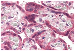 MLEC, Rabbit, Polyclonal Antibody, Abnova 50 &mu;g | Buy Online | Abnova Corporation | Fisher Scientific