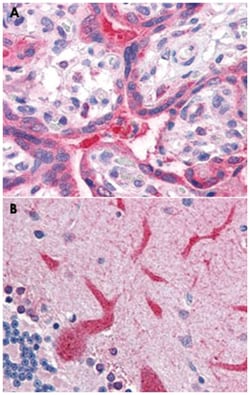 QSOX2 Rabbit anti-Human, Polyclonal Antibody, Abnova 50 &mu;g | Buy Online | Abnova Corporation | Fisher Scientific