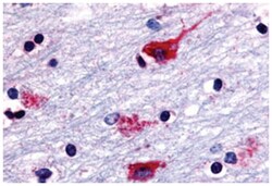 CHRM2 Rabbit anti-Human, Polyclonal Antibody, Abnova 50&mu;g; Unlabeled:Antibodies,