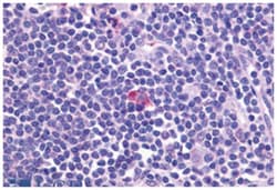 CXCR5 Rabbit anti-Human, Monkey, Polyclonal Antibody, Abnova 50&mu;g; Unlabeled:Antibodies,