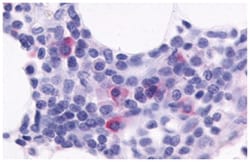 CXCR5 Rabbit anti-Human, Polyclonal Antibody, Abnova 50 &mu;g | Buy Online | Abnova Corporation | Fisher Scientific