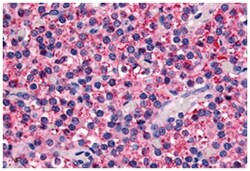 CASR Rabbit anti-Bovine, Human, Polyclonal Antibody, Abnova 50 &mu;g | Buy Online | Abnova Corporation | Fisher Scientific