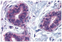 CELSR2 Rabbit anti-Human, Polyclonal Antibody, Abnova 50 &mu;g | Buy Online | Abnova Corporation | Fisher Scientific