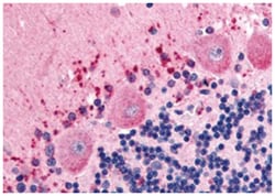 CELSR3 Rabbit anti-Human, Polyclonal Antibody, Abnova 50&mu;g; Unlabeled:Antibodies,