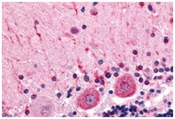 CELSR3 Rabbit anti-Human, Polyclonal Antibody, Abnova 50 &mu;g | Buy Online | Abnova | Fisher Scientific