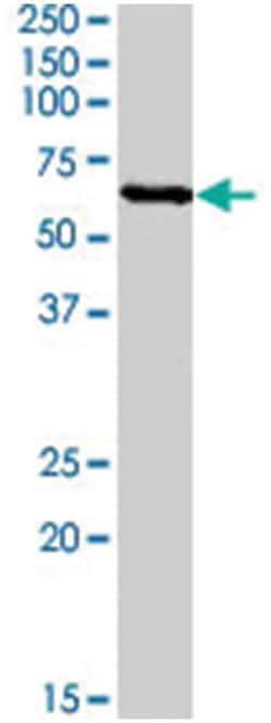 AKT1 (phospho S129), Rabbit anti-Human, Polyclonal Antibody, Abnova 400 &mu;L | Buy Online | Abnova Corporation | Fisher Scientific