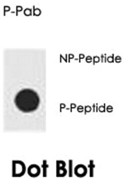 AKT1 (phospho S129), Rabbit anti-Human, Polyclonal Antibody, Abnova 400 &mu;L | Buy Online | Abnova Corporation | Fisher Scientific