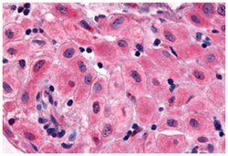 BRS3 Rabbit anti-Human, Monkey, Polyclonal Antibody, Abnova 50 &mu;g | Buy Online | Abnova Corporation | Fisher Scientific