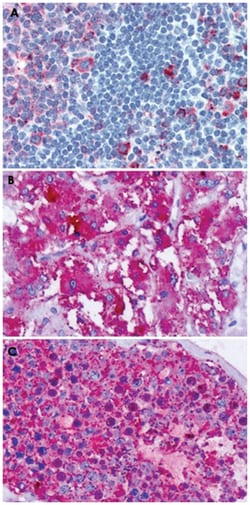 CELSR1 Rabbit anti-Human, Polyclonal Antibody, Abnova 50&mu;g; Unlabeled:Antibodies,