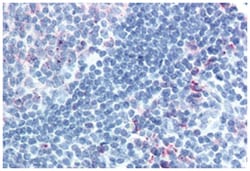 CELSR1 Rabbit anti-Human, Polyclonal Antibody, Abnova 50&mu;g; Unlabeled:Antibodies,