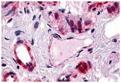 CALCRL Rabbit anti-Bovine, Dog, Goat, Hamster, Horse, Human, Monkey, Pig, Rabbit, Rat, Polyclonal Antibody, Abnova 50 &mu;g | Buy Online | Abnova Corporation | Fisher Scientific