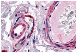 CALCRL Rabbit anti-Human, Polyclonal Antibody, Abnova 50 &mu;g | Buy Online | Abnova Corporation | Fisher Scientific