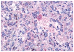FPR3 Rabbit anti-Human, Monkey, Polyclonal Antibody, Abnova 50 &mu;g | Buy Online | Abnova Corporation | Fisher Scientific