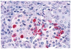 GIPR Rabbit anti-Human, Monkey, Polyclonal Antibody, Abnova 50 &mu;g | Buy Online | Abnova Corporation | Fisher Scientific