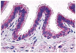 PTGER2 Rabbit anti-Human, Monkey, Polyclonal Antibody, Abnova 50 &mu;g | Buy Online | Abnova Corporation | Fisher Scientific