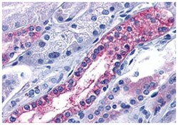 CXCR7 Rabbit anti-Bovine, Dog, Hamster, Horse, Human, Mouse, Pig, Rabbit,