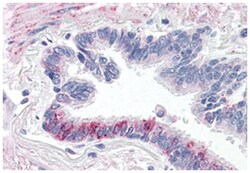 F2RL3 Rabbit anti-Human, Polyclonal Antibody, Abnova 50 &mu;g | Buy Online | Abnova Corporation | Fisher Scientific