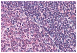 FPR1 Rabbit anti-Human, Polyclonal Antibody, Abnova 50 &mu;g | Buy Online | Abnova Corporation | Fisher Scientific