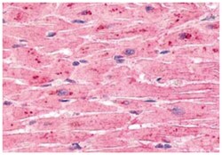 ELTD1 Rabbit anti-Chicken, Horse, Human, Mouse, Pig, Rabbit, Rat, Polyclonal Antibody, Abnova 50 &mu;g | Buy Online | Abnova | Fisher Scientific