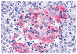 FZD8 Rabbit anti-Human, Monkey, Mouse, Rat, Polyclonal Antibody, Abnova 50 &mu;g | Buy Online | Abnova | Fisher Scientific