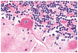 FZD9 Rabbit anti-Bovine, Dog, Human, Mouse, Polyclonal Antibody, Abnova 50 &mu;g | Buy Online | Abnova Corporation | Fisher Scientific