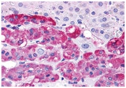 EDNRB Rabbit anti-Dog, Human, Polyclonal Antibody, Abnova 50 &mu;g | Buy Online | Abnova Corporation | Fisher Scientific