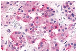 GHRHR Rabbit anti-Human, Polyclonal Antibody, Abnova 50 &mu;g | Buy Online | Abnova | Fisher Scientific