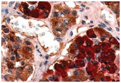 GHRHR Rabbit anti-Human, Polyclonal Antibody, Abnova 50&mu;g; Unlabeled:Antibodies,
