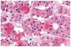 GHRHR Rabbit anti-Human, Monkey, Polyclonal Antibody, Abnova 50 &mu;g | Buy Online | Abnova Corporation | Fisher Scientific