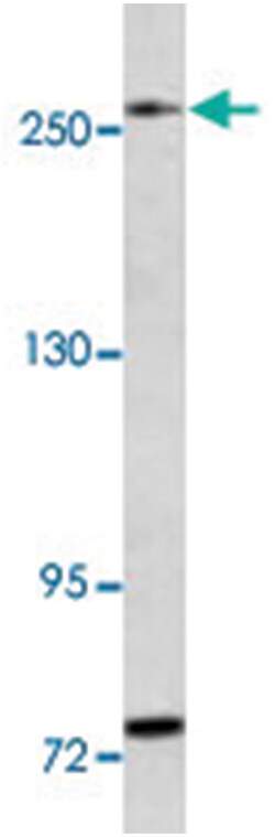 LRRK1 Rabbit anti-Human, Mouse, Polyclonal Antibody, Abnova 400&mu;L; Unlabeled:Antibodies,