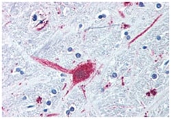 DRD3 Rabbit anti-Dog, Hamster, Horse, Human, Monkey, Mouse, Pig, Polyclonal Antibody, Abnova 50 &mu;g | Buy Online | Abnova Corporation | Fisher Scientific