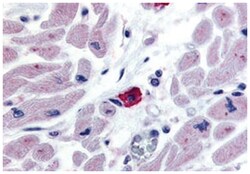 EMR3 Rabbit anti-Human, Polyclonal Antibody, Abnova 50 &mu;g | Buy Online | Abnova Corporation | Fisher Scientific