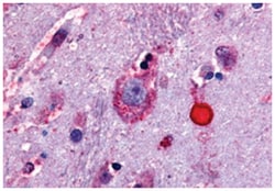 OPRD1 Rabbit anti-Dog, Horse, Human, Monkey, Rabbit, Polyclonal Antibody,
