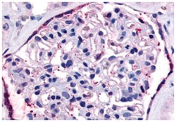 F2RL1 Rabbit anti-Human, Polyclonal Antibody, Abnova 50&mu;g; Unlabeled:Antibodies,