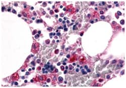 EMR1 Rabbit anti-Human, Polyclonal Antibody, Abnova 50 &mu;g | Buy Online | Abnova | Fisher Scientific