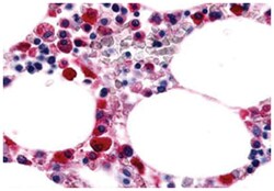 EMR1 Rabbit anti-Human, Polyclonal Antibody, Abnova 50 &mu;g | Buy Online | Abnova Corporation | Fisher Scientific