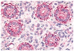 FZD2, Rabbit, Polyclonal Antibody, Abnova 50 &mu;g | Buy Online | Abnova Corporation | Fisher Scientific