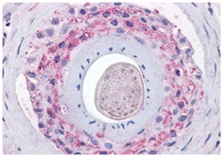 GHSR Rabbit anti-Human, Polyclonal Antibody, Abnova 50 &mu;g | Buy Online | Abnova Corporation | Fisher Scientific