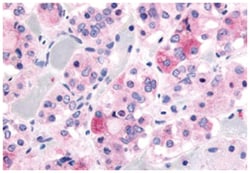 GHSR Rabbit anti-Human, Polyclonal Antibody, Abnova 50&mu;g; Unlabeled:Antibodies,